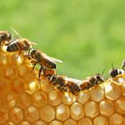 μέλισσες 