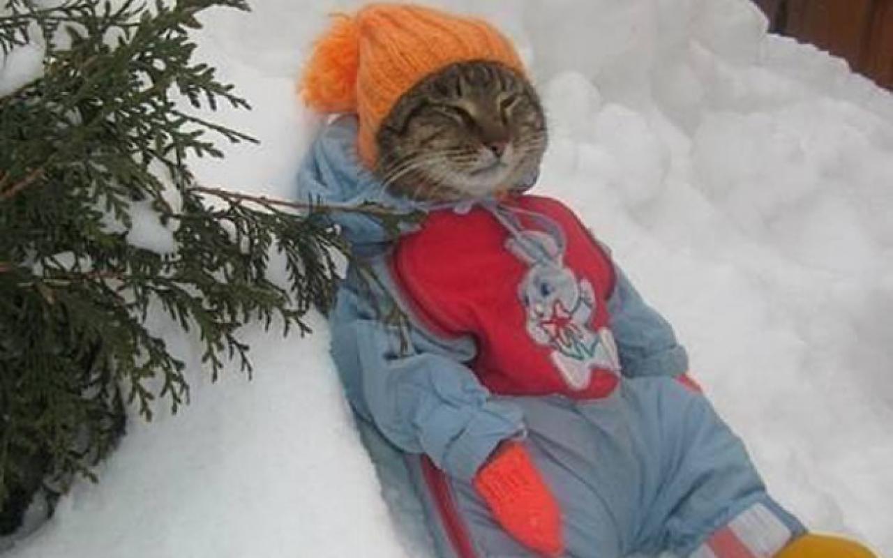 γάτα κρύο