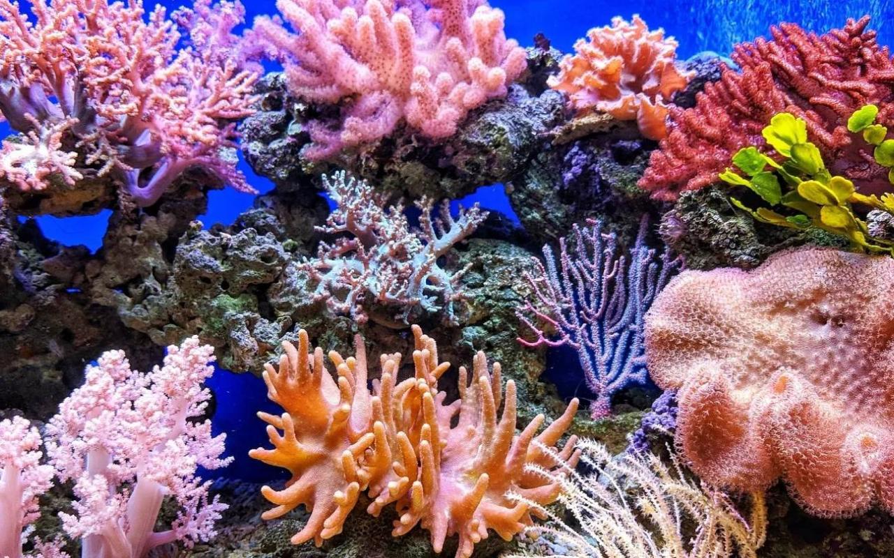 κοράλλια 