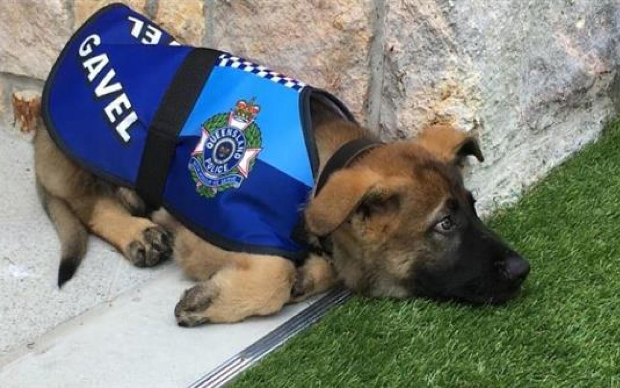 αστυνομικός σκύλος 1