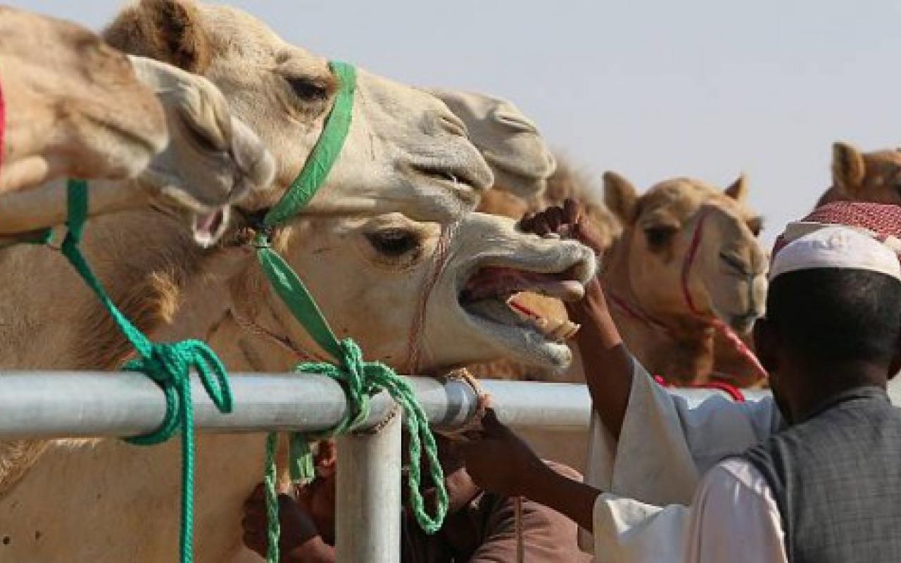 camel2.jpg