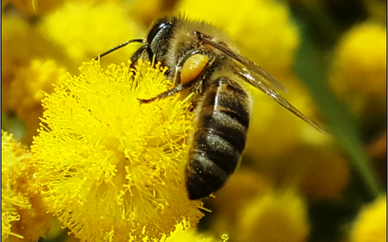 μελισσες μουσειο