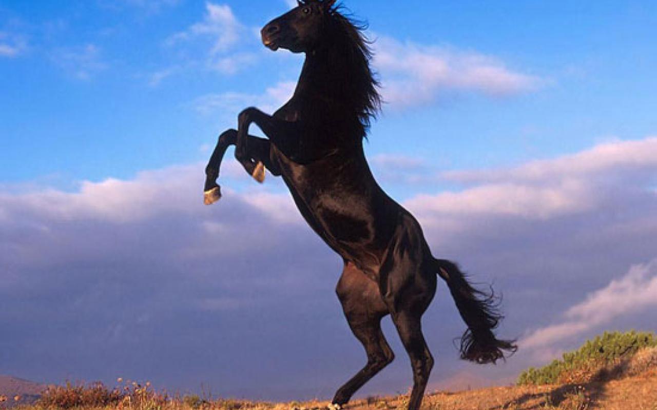 άλογο