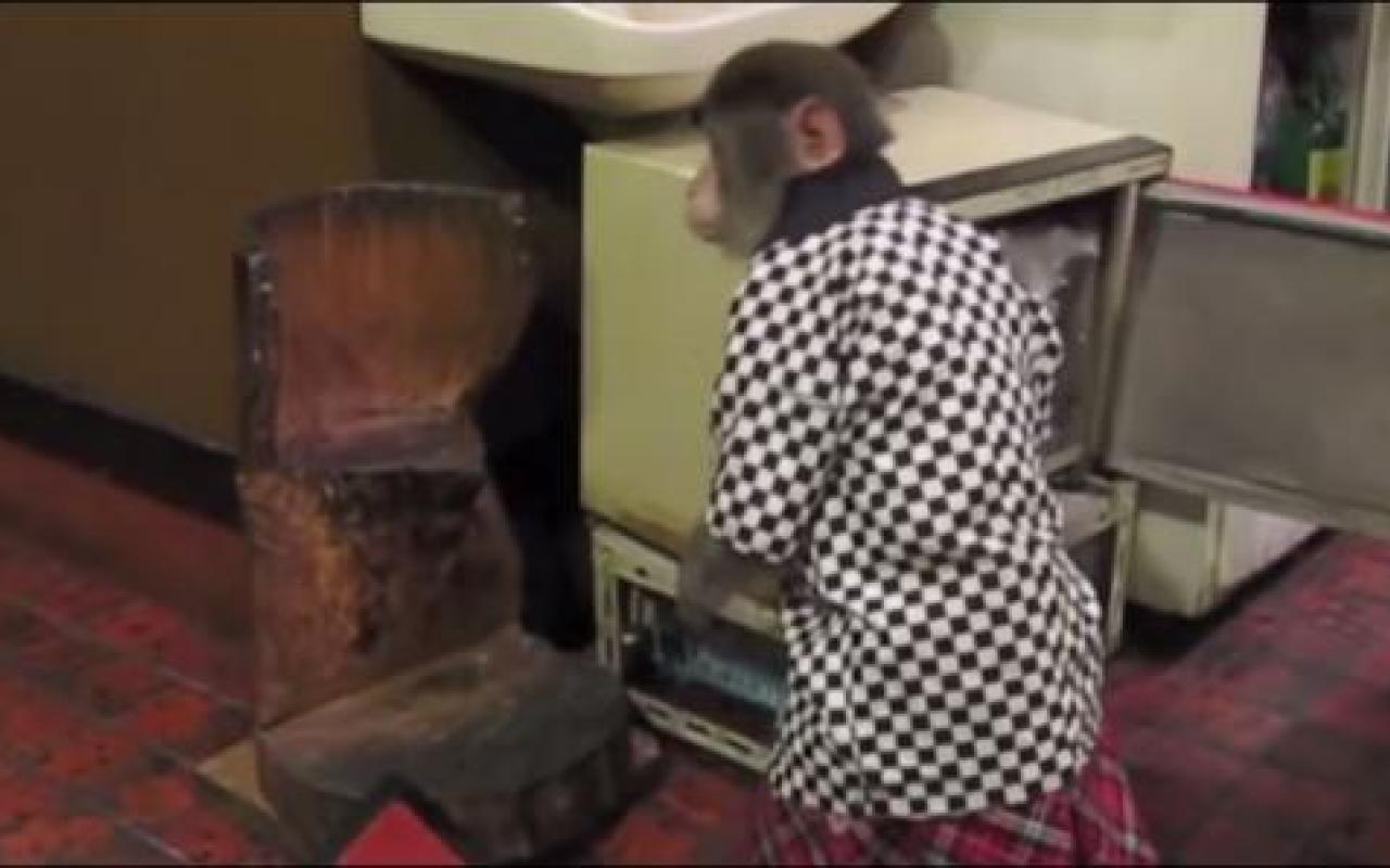 Σερβιτόρος μαϊμού στην Ιαπωνία (βίντεο)