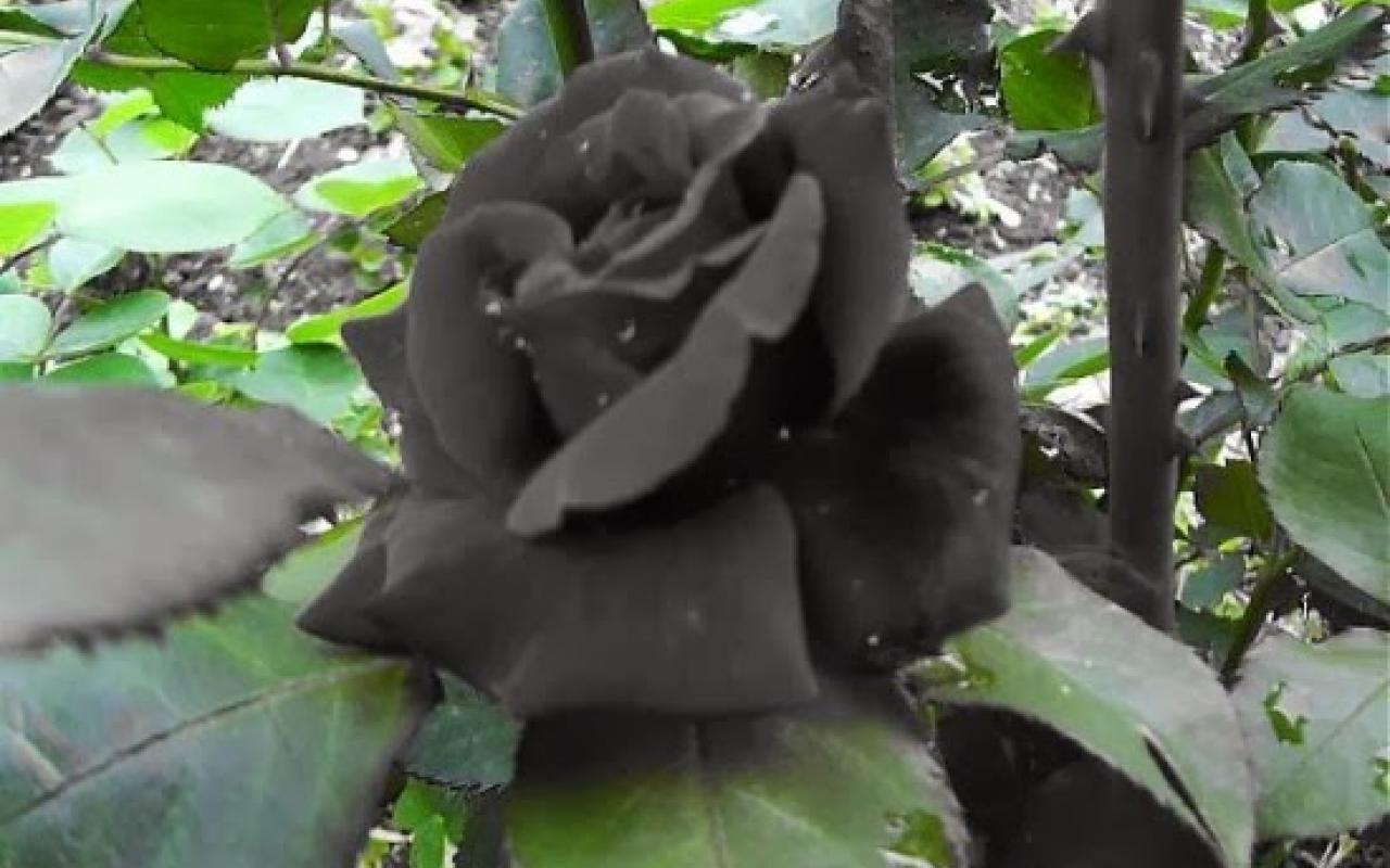 Τα σπάνια μαύρα τριαντάφυλλα της Τουρκίας