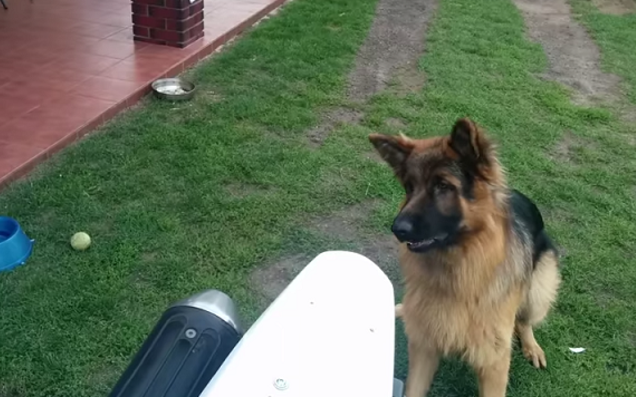 Ο σκύλος που τρελαίνεται με την εξάτμιση μιας μηχανής (βίντεο)