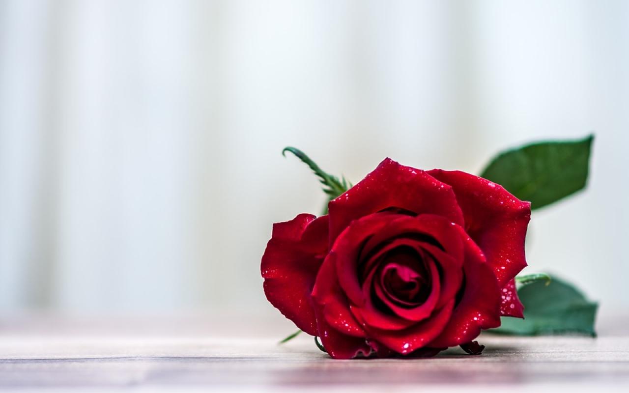 τριαντάφυλλο-αγιος βαλεντινος-αγάπη