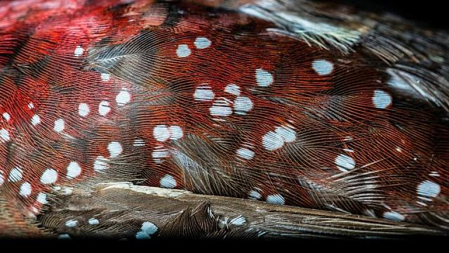 Τα πτηνά που ζουν κοντά στον Ισημερινό είναι πιο πολύχρωμα 