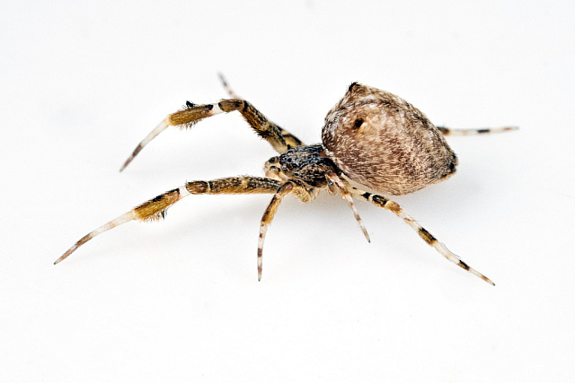 αράχνη Uloborus plumipes