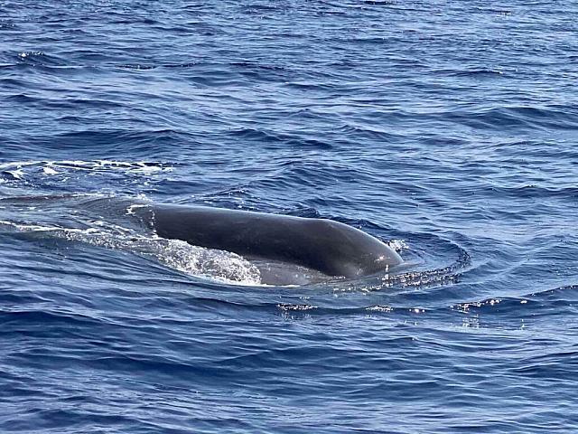 φάλαινα χανιά