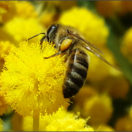 μελισσες μουσειο