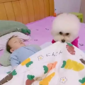 σκυλάκι με μωρό