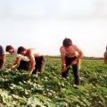 Οι αγρότες στα &quot;βαρέα και ανθυγιεινά&quot; προτείνει ο Κεγκέρογλου