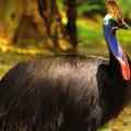 cassowary, επικινδυνο πτηνο