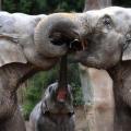 Και οι ελέφαντες παρηγορούν ο ένας τον άλλο