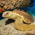 Χανιά: Μέτρα για την προστασία της θαλάσσιας χελώνας