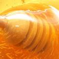Κρητικό μέλι βραβεύτηκε σε διεθνή διαγωνισμό