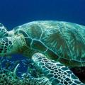 omilo-blog-sea-turtle-001.jpg