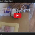 Σκύλος αλλάζει τις πάνες μωρού (βίντεο)