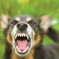Νέα κρούσματα λύσσας σε σκύλο και σε αλεπού στη Βόρεια Ελλάδα