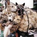  Κρέας σκύλου στα Ευρωπαϊκά σούπερ - μάρκετ ζητούν οι Κινέζοι