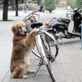 Ο απίθανος σκύλος που φυλάει το ποδήλατο του αφεντικού του (βίντεο)