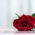 τριαντάφυλλο-αγιος βαλεντινος-αγάπη