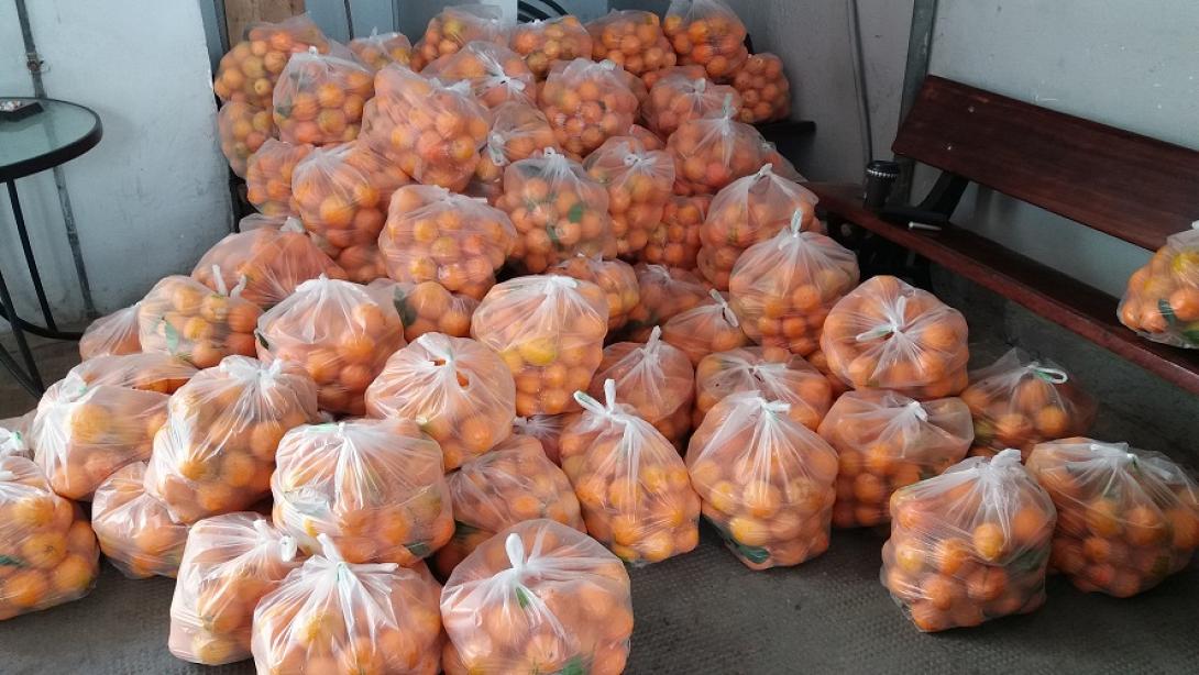 100 τσάντες φρέσκα πορτοκάλια