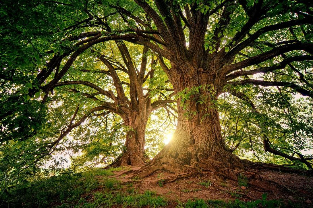 73.000 είδη δέντρων φιλοξενούνται στη Γη 