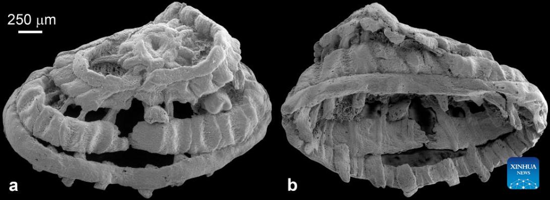 Ανακαλύφθηκε παράξενο πλάσμα ηλικίας 535 εκατομμυρίων ετών
