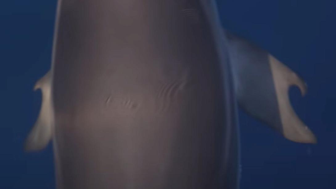 δελφινι με αντιχειρες