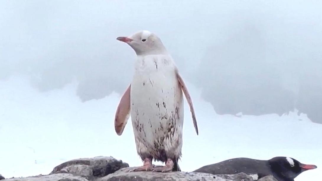 λευκος πιγκουινος