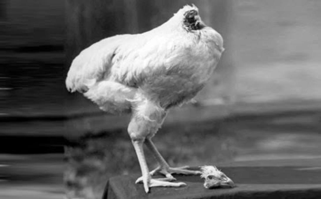Η απίστευτη ιστορία του ακέφαλου κοτόπουλου.