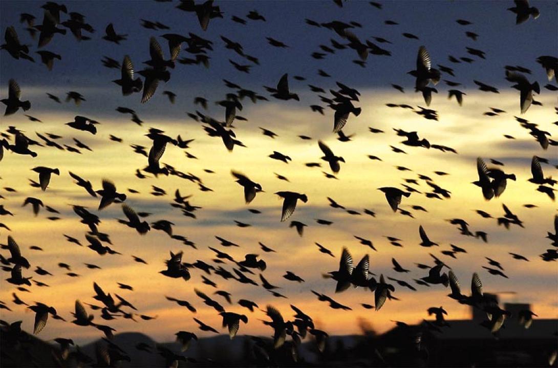Σφαγή αποδημητικών πουλιών στην Κύπρο