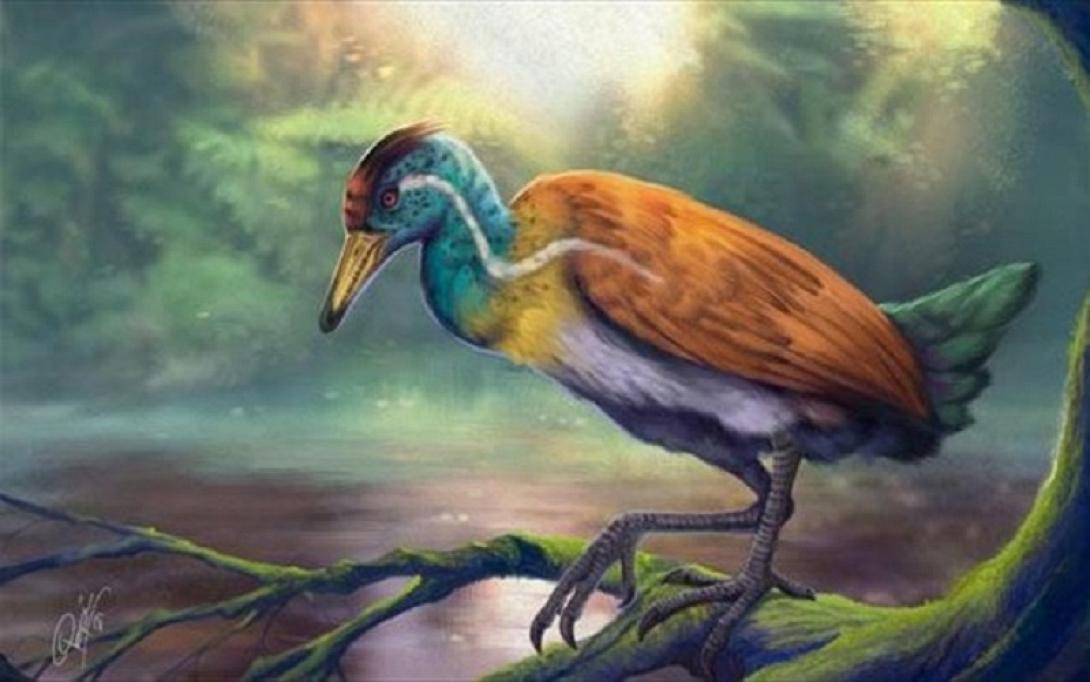 Αρχαιο πτηνο Βραζιλια