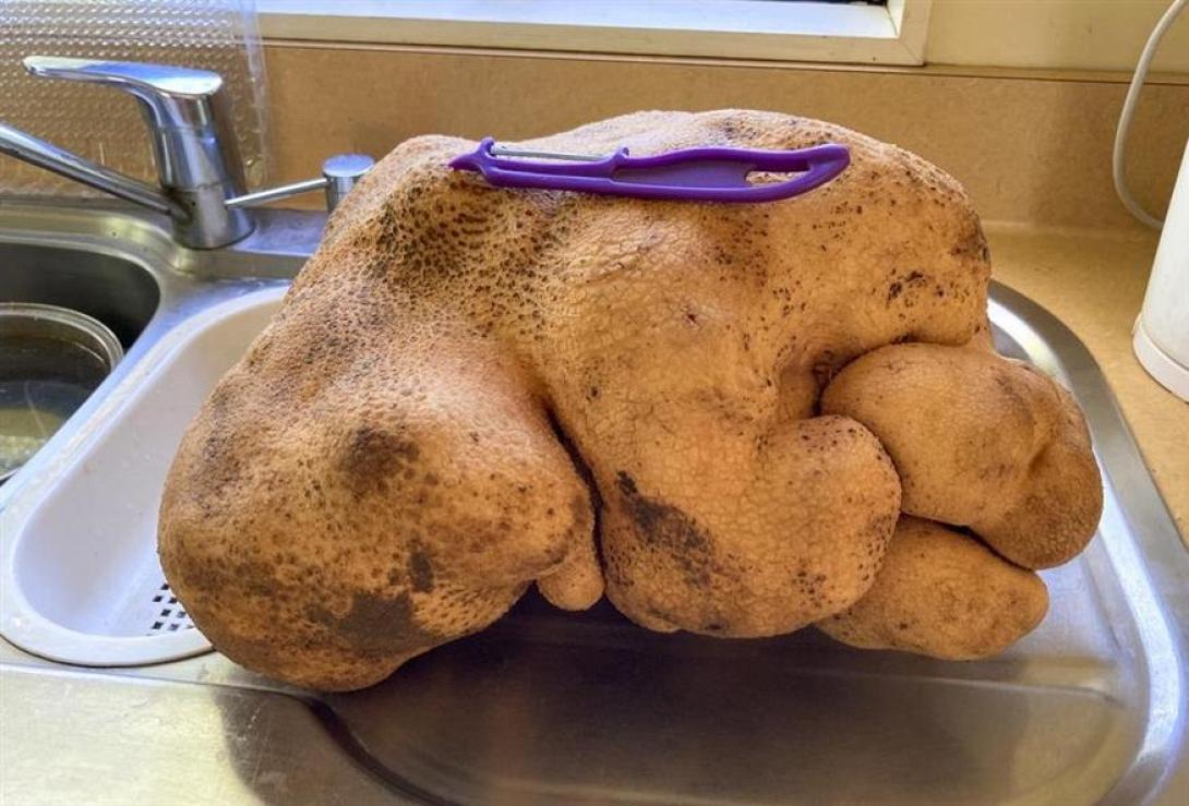 Η μεγαλύτερη πατάτα στον κόσμο