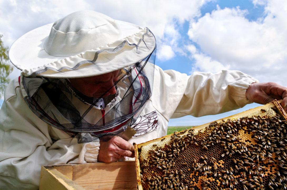 Αιτήσεις που αφορούν μελισσοκομικές δράσεις στην Κρήτη