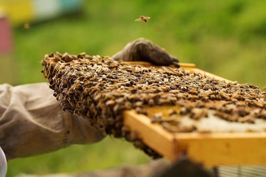 beekeepers.jpg