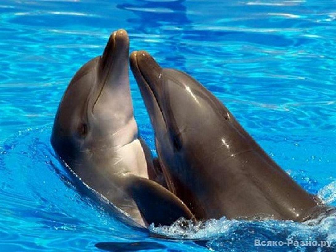 delfinia.jpg