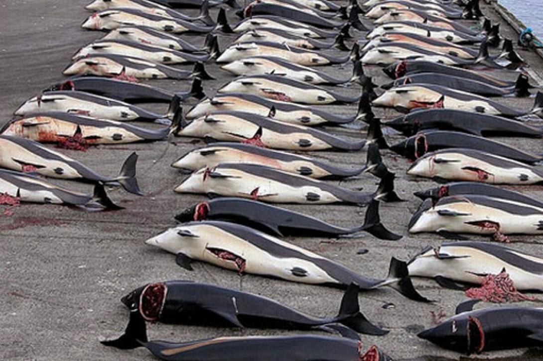 Φρίκη: Μαζική σφαγή δελφινιών στην Ιαπωνία