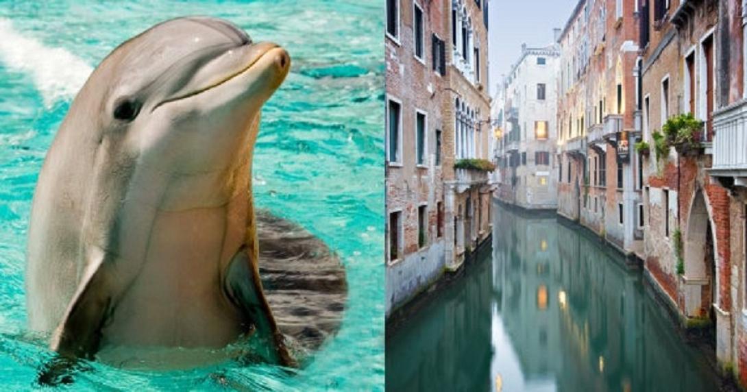 δελφίνια Ιταλία