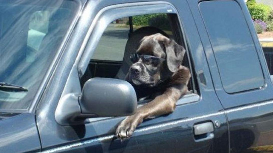 Ένας πανέξυπνος σκύλος που ...οδηγάει!