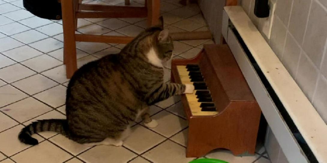 γάτα πιάνο
