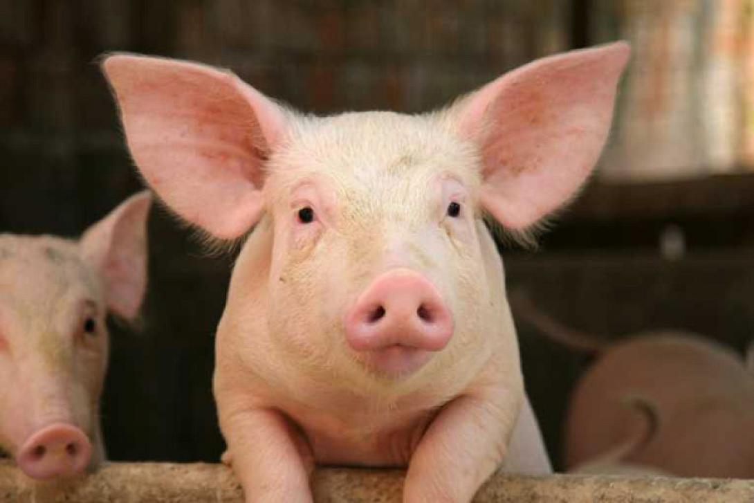 Τα γουρούνια θα σώσουν ανθρώπινες ζωές