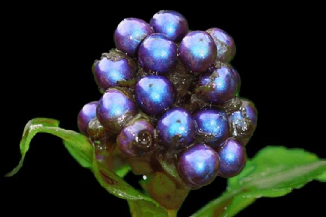 Το φυτό με το πιο έντονο χρώμα που έχει παρατηρηθεί ποτέ