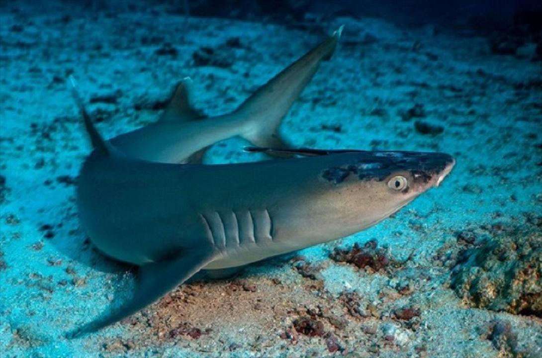 Τα σημάδια από τη δερματική ασθένεια που πλήττει καρχαρίες