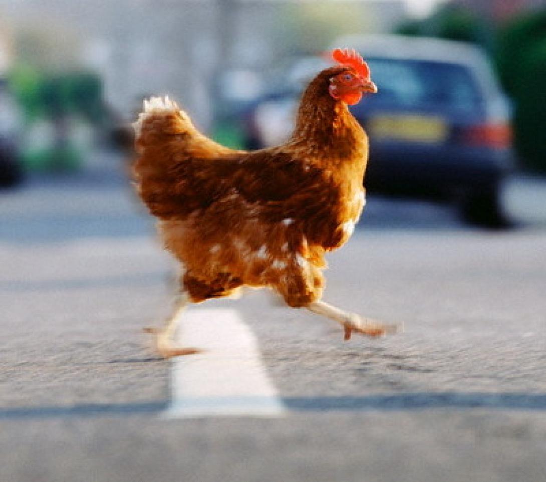 Μία κότα προκαλεί κυκλοφοριακό χάος στο Πόρτλαντ! 