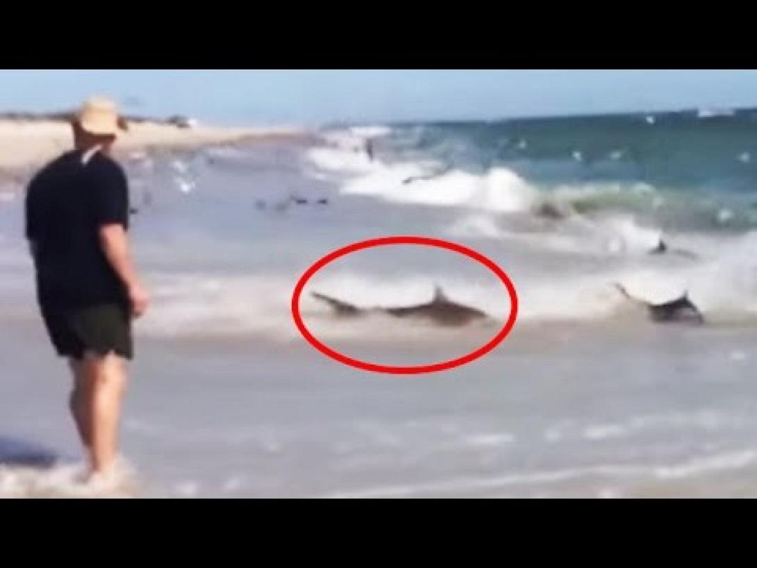 Απίστευτο θέαμα: Καρχαρίες βγήκαν σε παραλία ψάχνοντας για φαγητό (βίντεο)