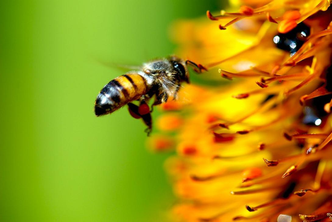 Η έλλειψη μελισσών απειλεί την αναπαραγωγή των φυτών στην Ευρώπη