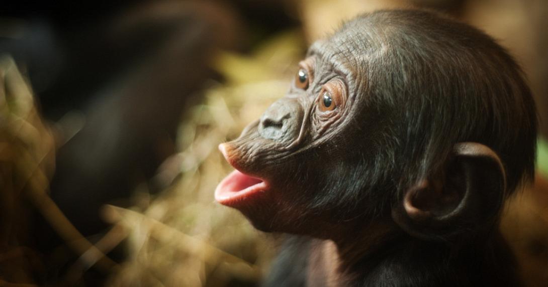 Οι πίθηκοι που αποδεικνύουν ότι η ομοφυλοφιλία είναι «φυσική»